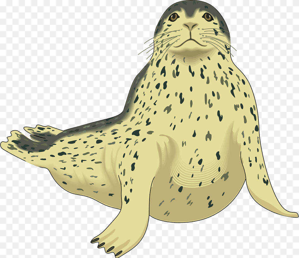 Seal Clipart, Animal, Mammal, Sea Life, Fish Png