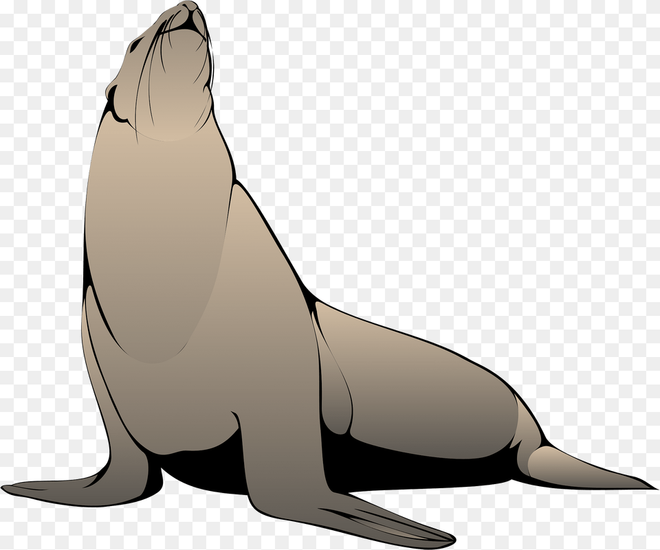 Seal Clipart, Animal, Mammal, Sea Life, Sea Lion Free Png Download