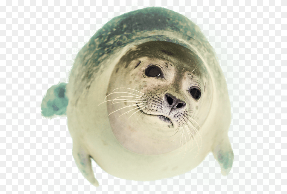 Seal Clipart Seal Swimming, Cosmetics, Bottle, Shaker, Deodorant Free Png Download