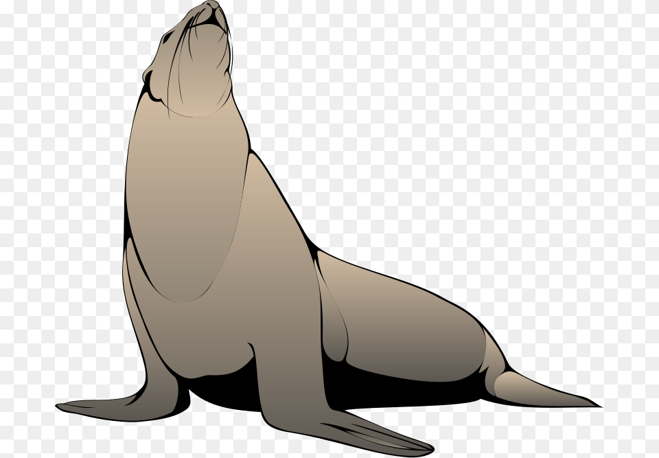Seal Download Vector, Animal, Mammal, Sea Life, Sea Lion Free Transparent Png