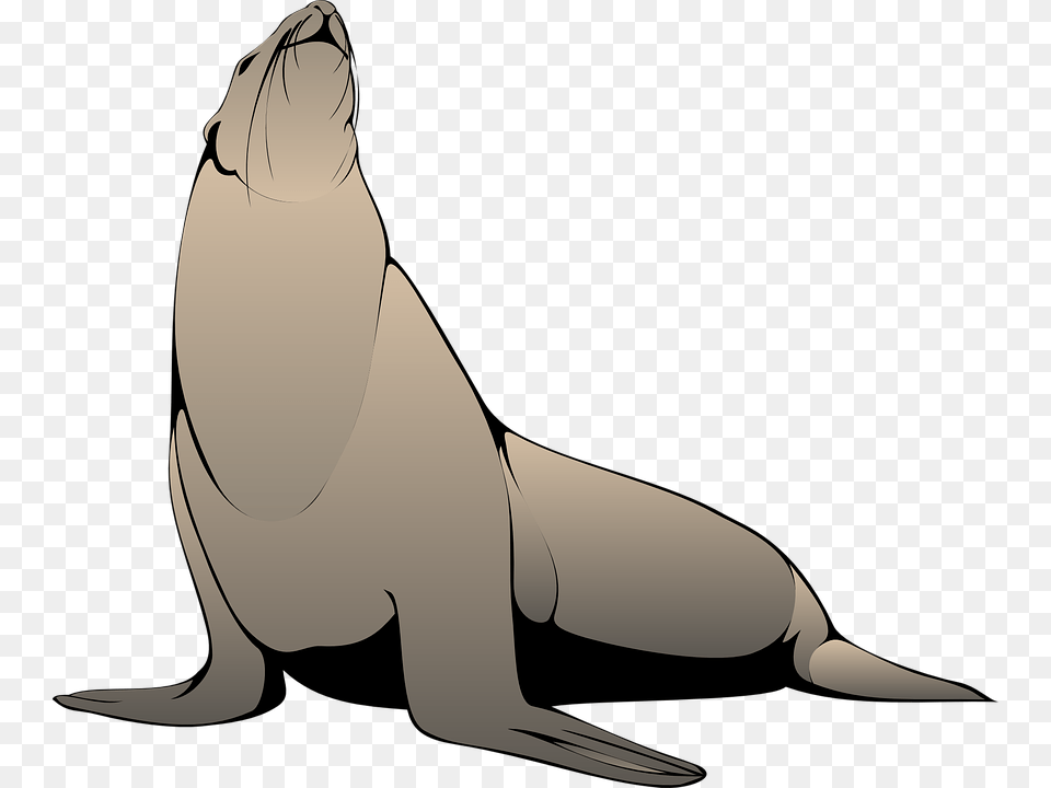 Seal Head Raised Sea Lion Clipart, Animal, Mammal, Sea Life, Sea Lion Free Png Download