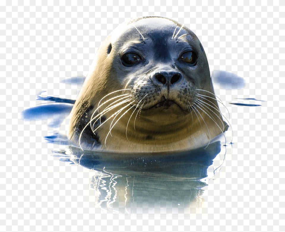 Seal In Water Image, Animal, Mammal, Sea Life, Sea Lion Png