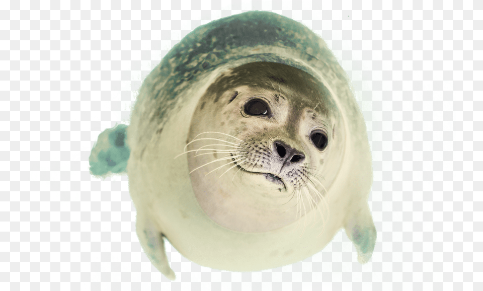 Seal Swimming Images Transparent Seal Animal, Mammal, Sea Life, Sea Lion, Bear Free Png Download