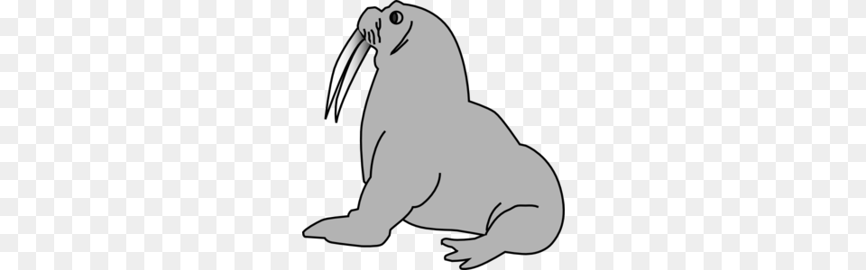 Seal With Tusks Clip Art For Web, Animal, Sea Life, Fish, Shark Free Png Download