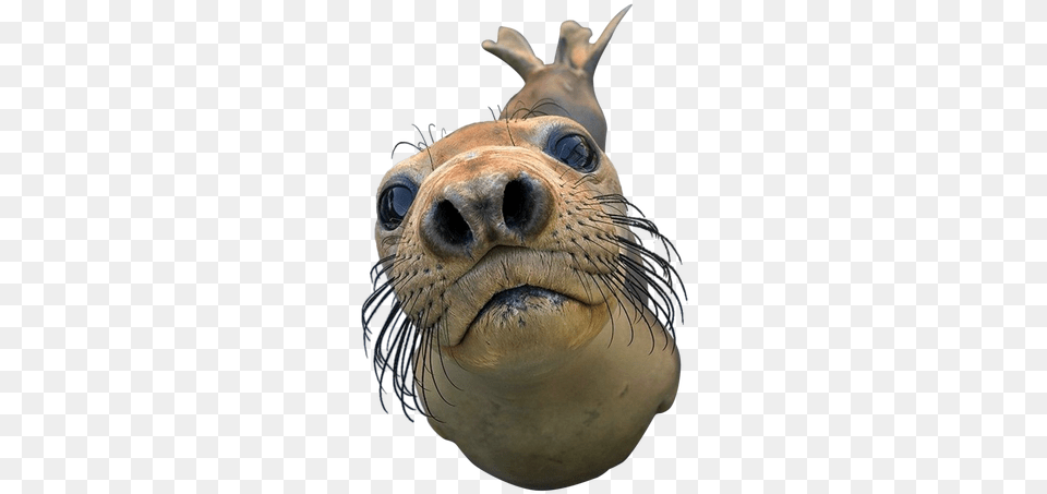 Seal You Got Any Games On Your Phone, Animal, Mammal, Sea Life, Sea Lion Free Png Download