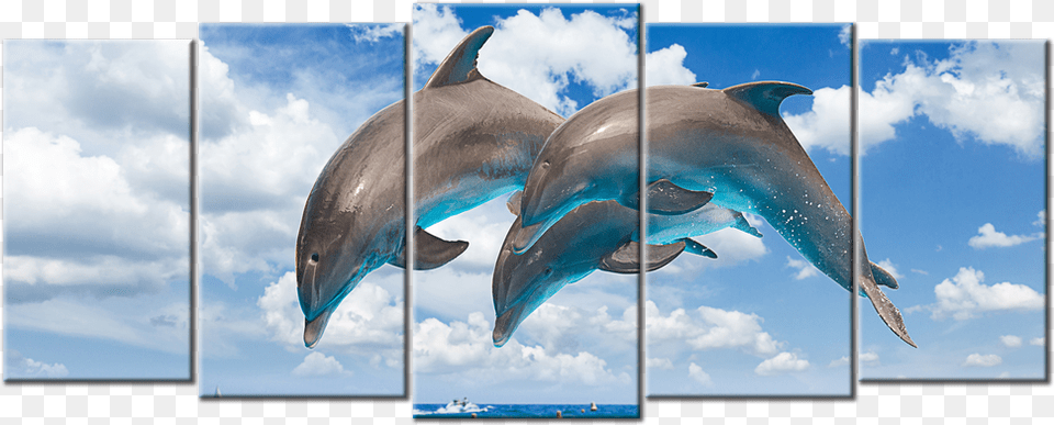 Sealife Amp Ocean Canvas Cute Dolphin Jumping, Animal, Art, Collage, Mammal Png