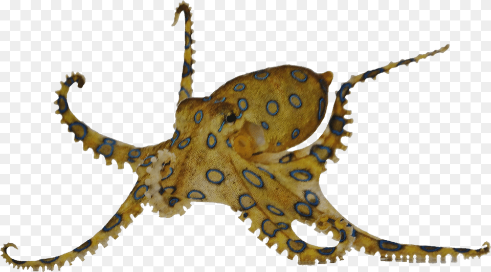 Sealifesticker Octopus Sea Underwater Freetoedit Ile Oczu Ma, Animal, Sea Life, Invertebrate, Dinosaur Free Transparent Png