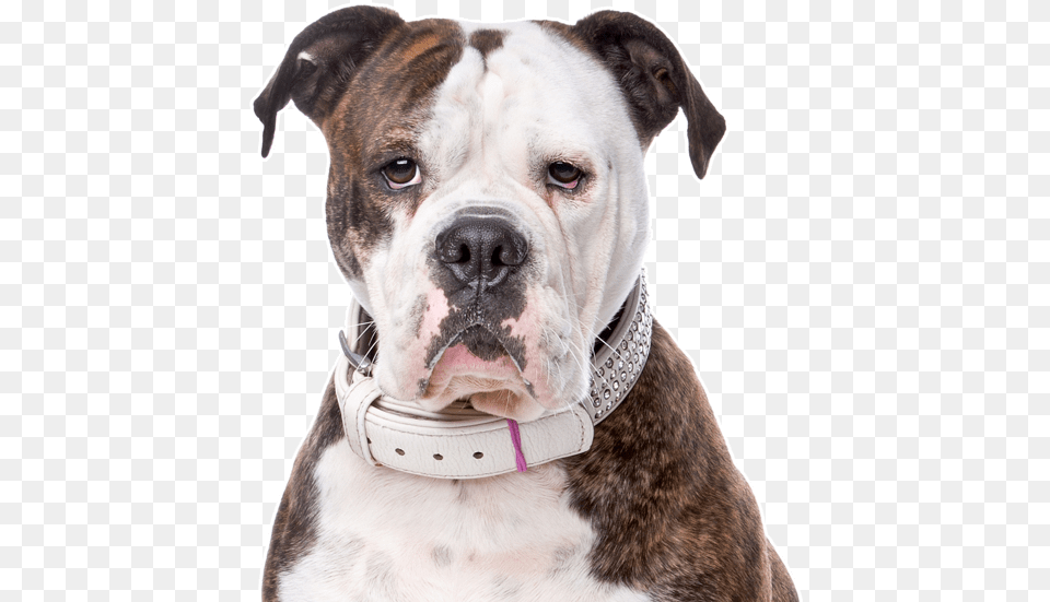 Search Amerikaanse Bulldog, Animal, Boxer, Canine, Dog Free Png Download