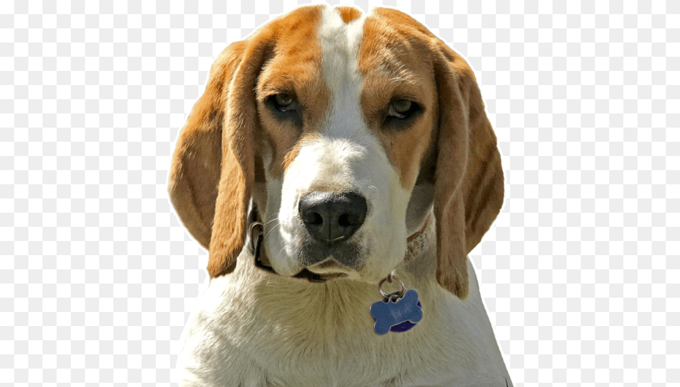 Search Beagle Harrier, Animal, Canine, Dog, Hound Png Image