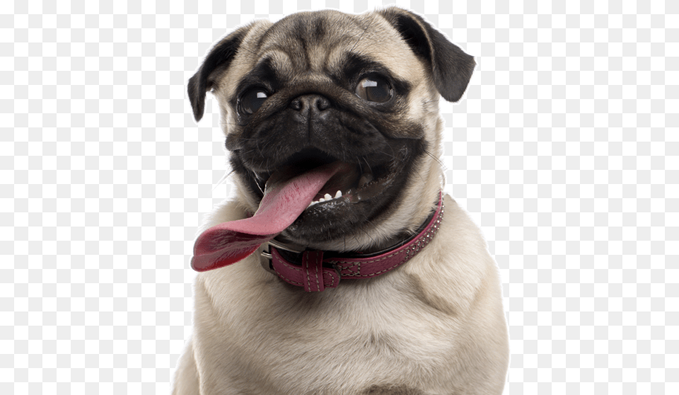 Search Dog Pug, Animal, Canine, Mammal, Pet Png Image