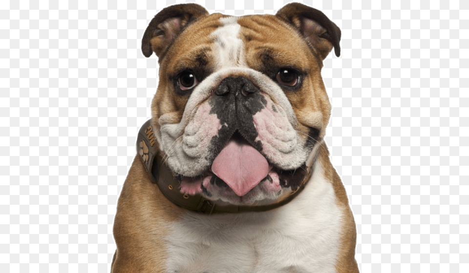 Search English Bulldog, Animal, Canine, Dog, Mammal Free Png