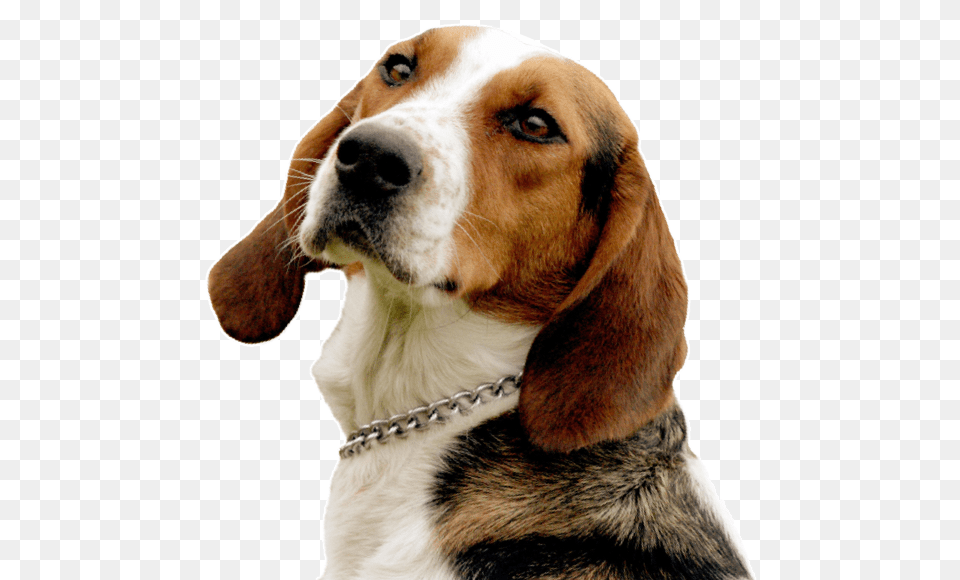 Search English Foxhound, Animal, Beagle, Canine, Dog Png Image