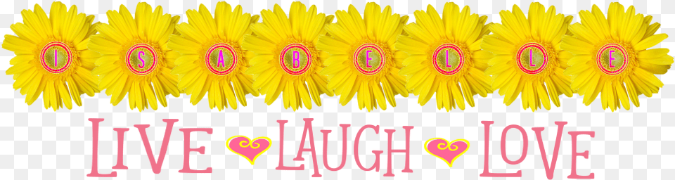 Search Flower Brush, Daisy, Petal, Plant, Sunflower Free Png