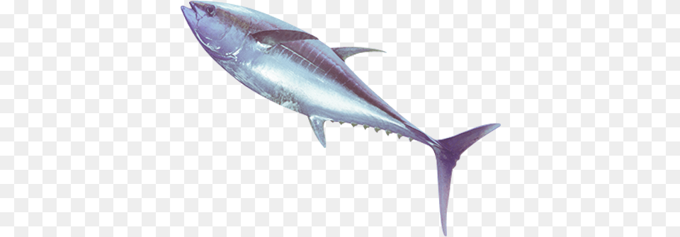 Search For Tuna, Animal, Bonito, Fish, Sea Life Free Png