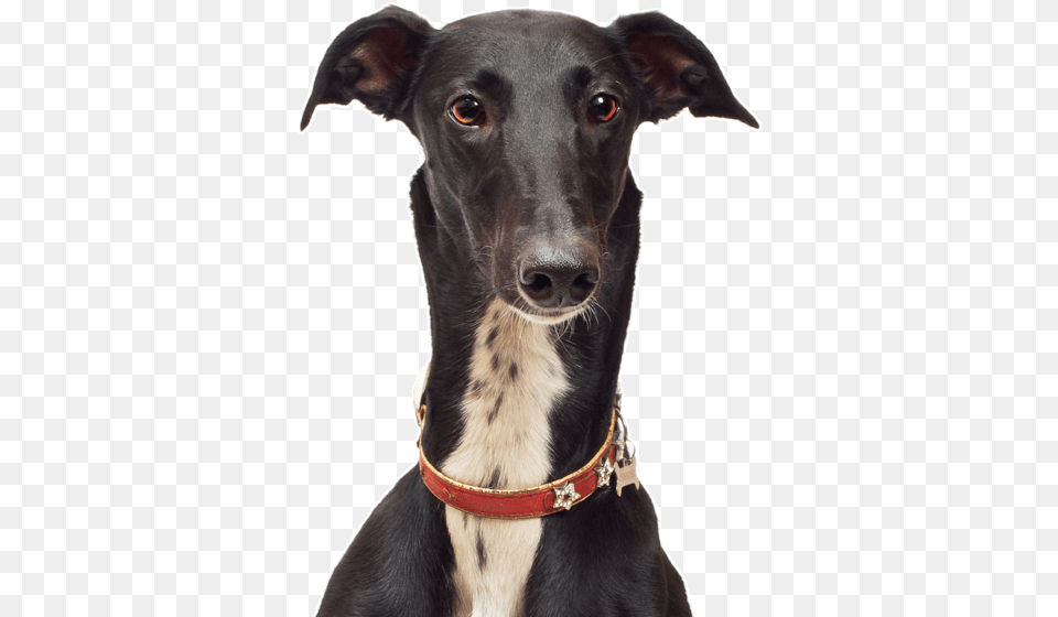 Search Greyhound Puppies, Accessories, Animal, Canine, Dog Free Png Download