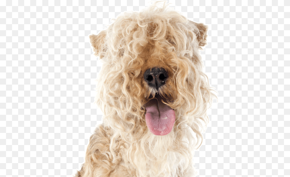 Search Lakeland Terrier, Animal, Canine, Dog, Mammal Free Png