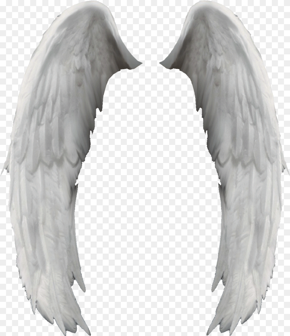 Search Results For Angel Wings Calendar Angel Wings, Animal, Bird Png