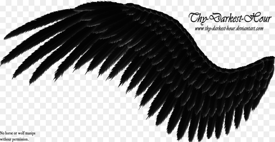 Search Results For Side View Angel Wings Calendar Black Wings Background, Animal, Bird, Vulture, Eagle Free Transparent Png