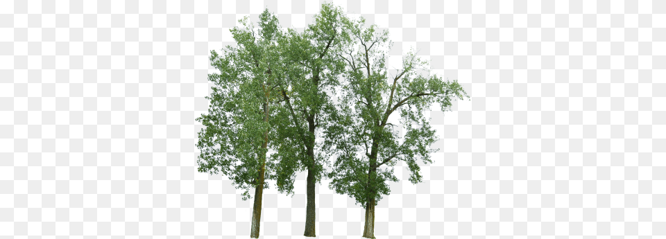 Search Results Of Pngpsd Andor Jpeg Images Snipstock River Birch, Oak, Plant, Sycamore, Tree Free Png