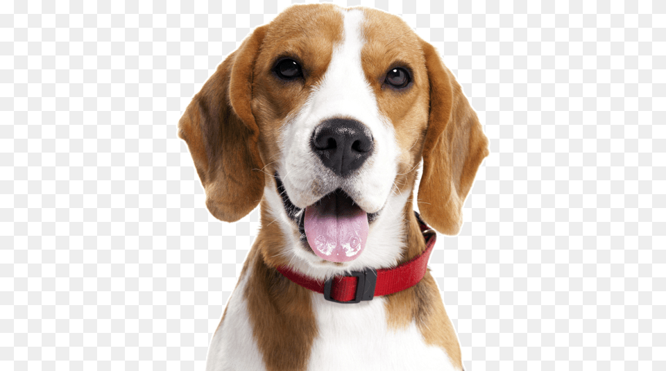 Search Uso De Animais Em Pesquisa, Animal, Canine, Dog, Hound Free Png Download