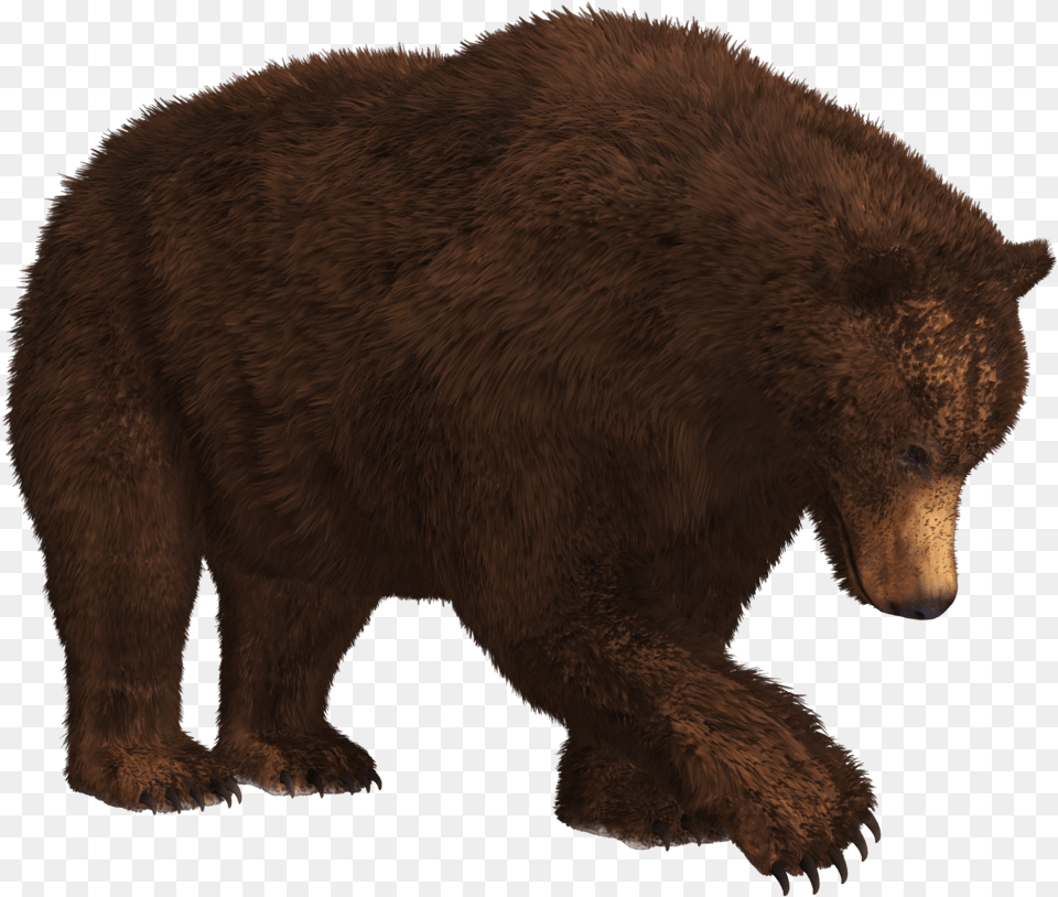 Searching Bear Bear, Animal, Mammal, Wildlife, Brown Bear Free Transparent Png