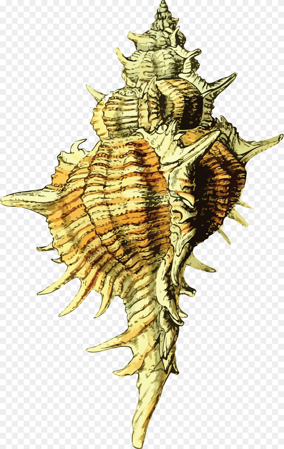 Seashell, Animal, Invertebrate, Sea Life, Conch Free Png Download