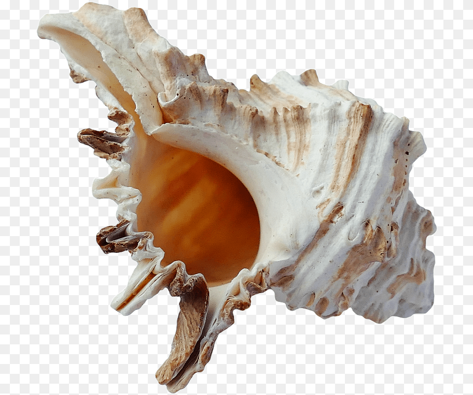 Seashell, Animal, Invertebrate, Sea Life, Conch Free Transparent Png