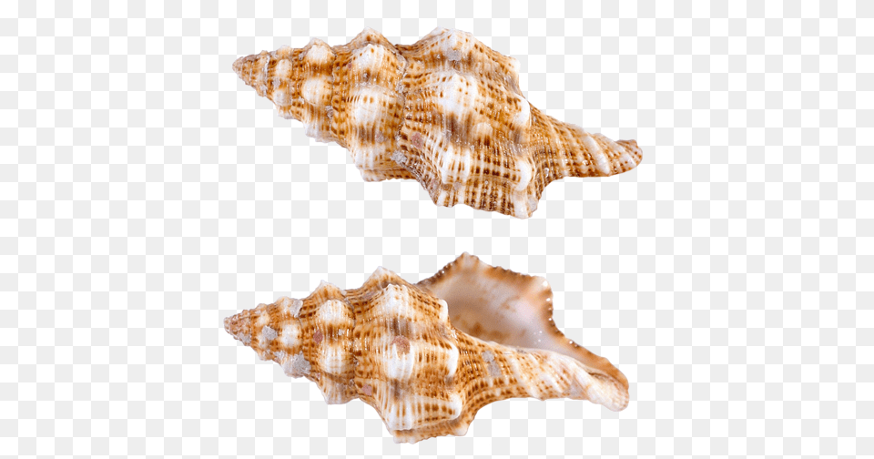 Seashell, Animal, Invertebrate, Sea Life, Conch Free Png Download