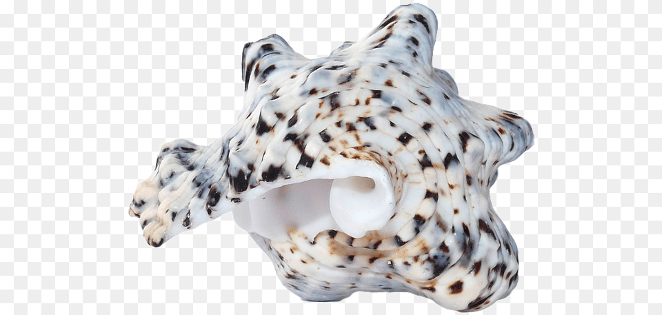 Seashell, Animal, Invertebrate, Sea Life, Conch Free Png Download