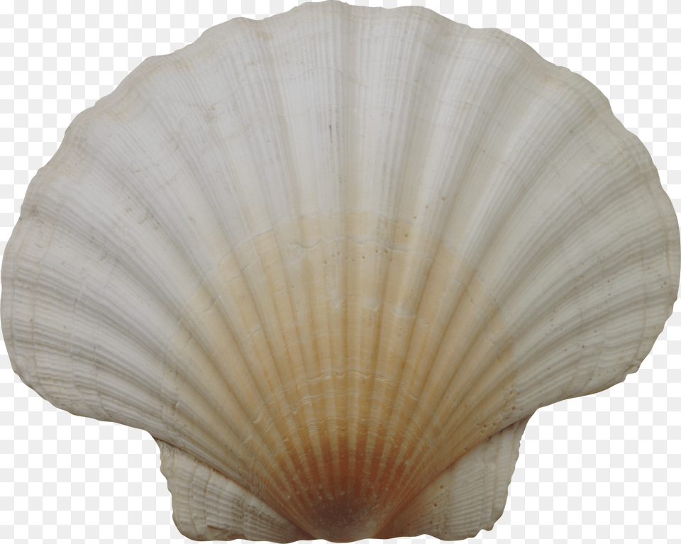 Seashell, Animal, Clam, Food, Invertebrate Free Png Download