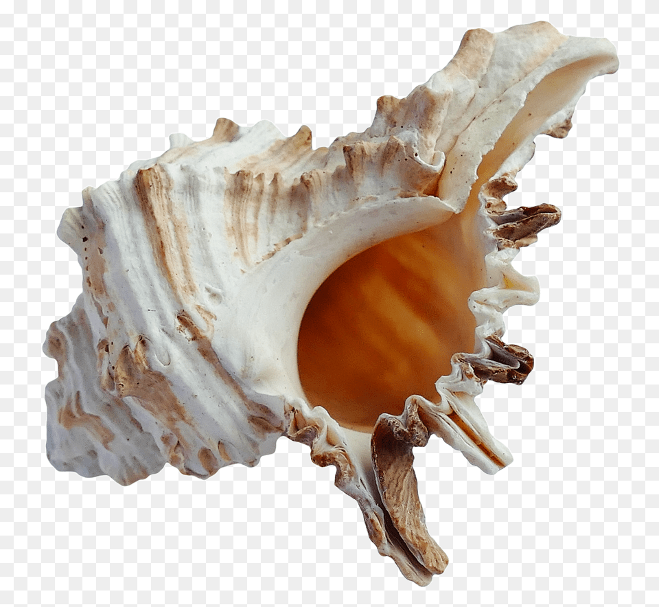 Seashell, Animal, Invertebrate, Sea Life, Conch Free Png Download