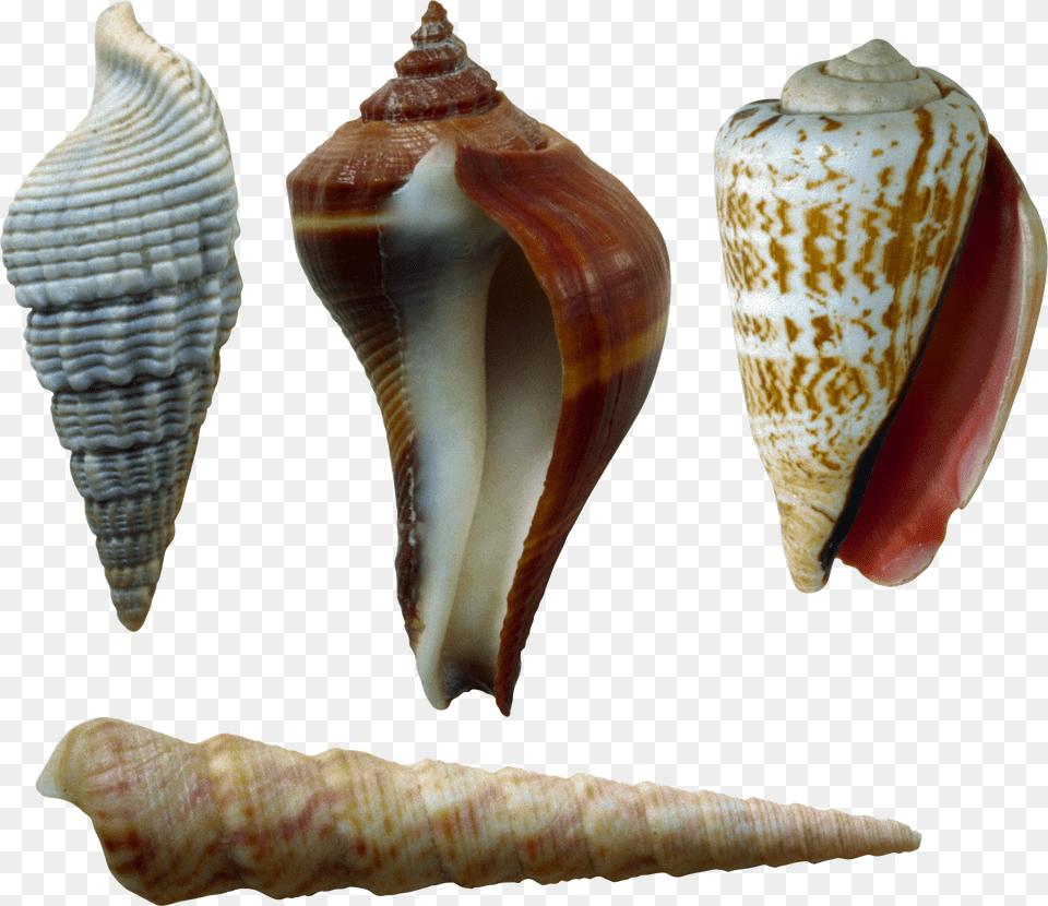 Seashell, Adult, Female, Person, Woman Free Transparent Png