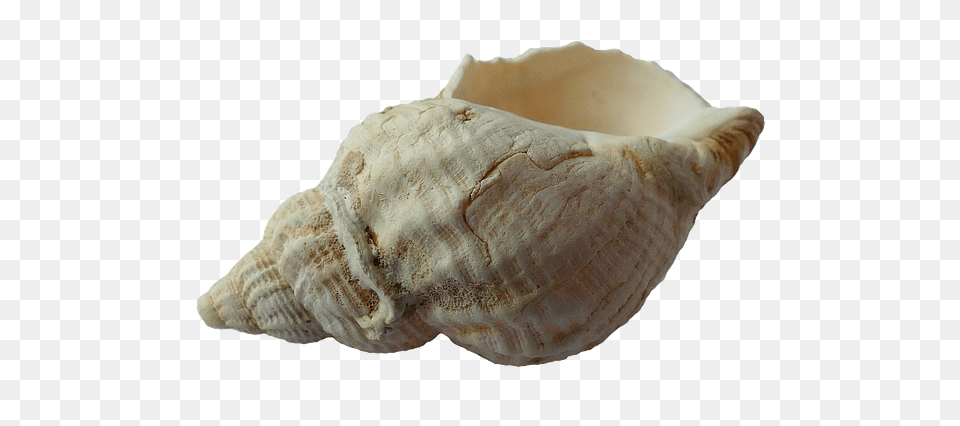 Seashell, Animal, Invertebrate, Sea Life, Conch Free Transparent Png