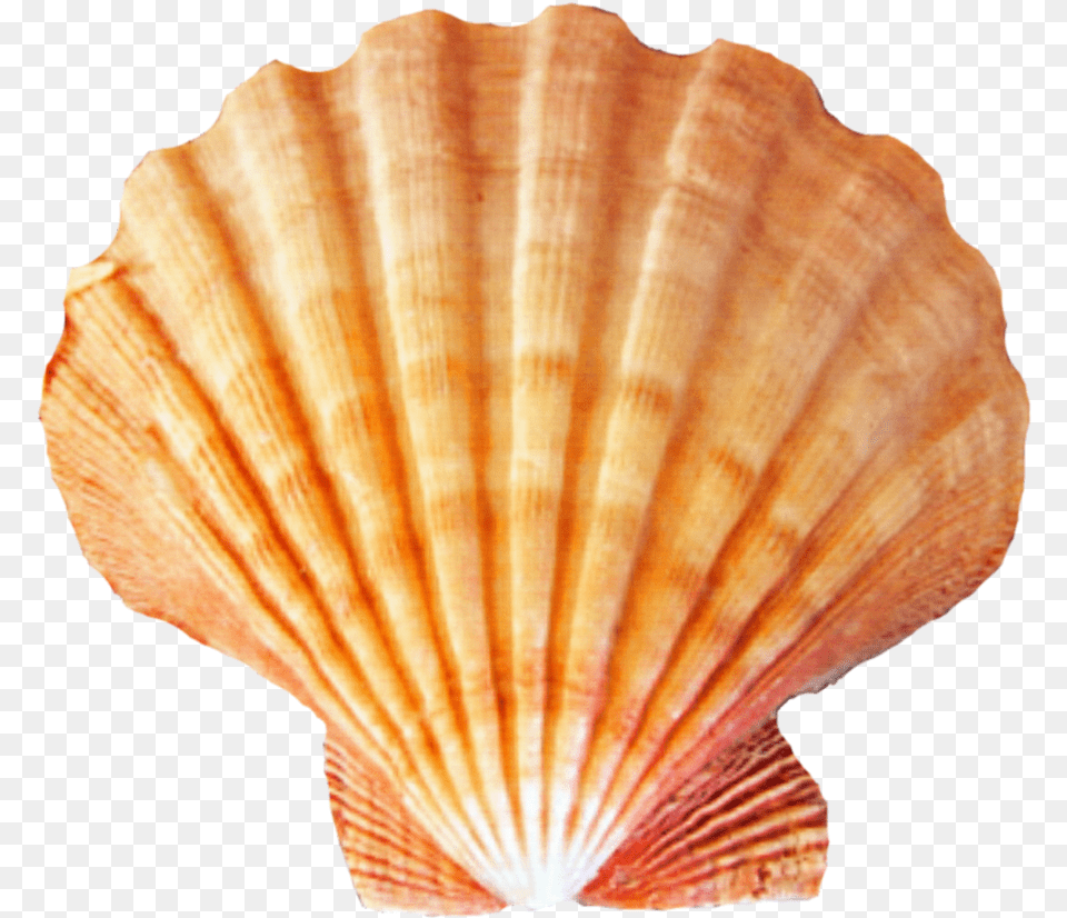 Seashell, Animal, Clam, Food, Invertebrate Png Image