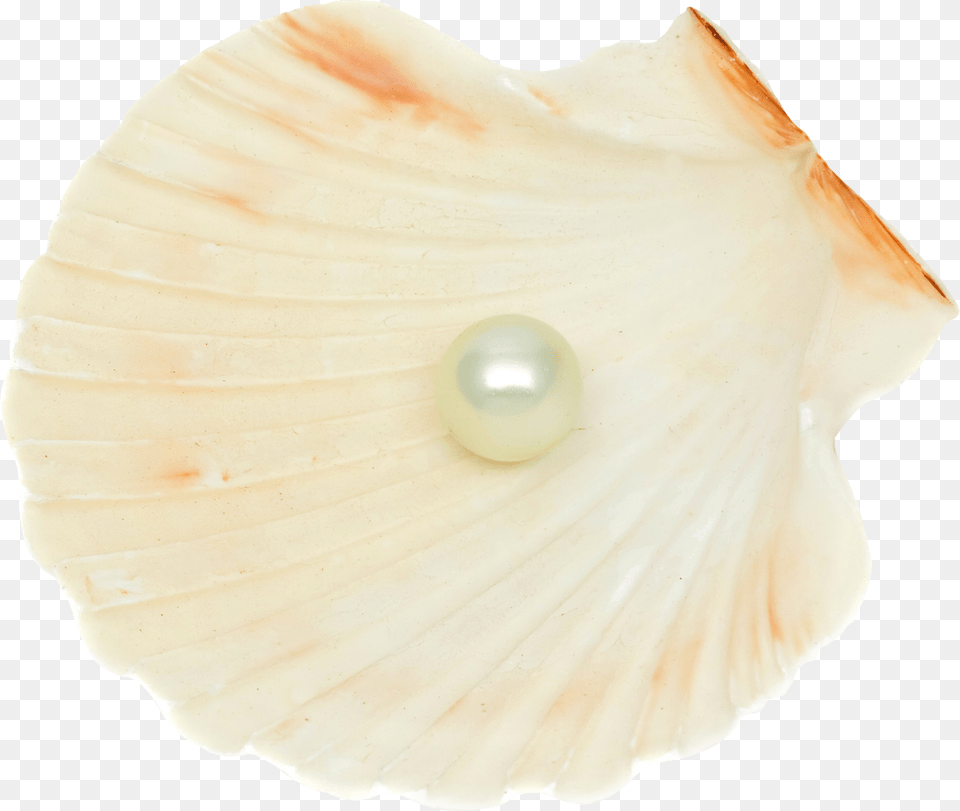 Seashell Png Image