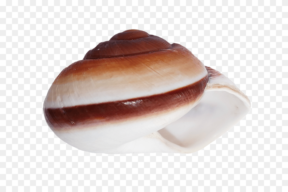 Seashell Animal, Clam, Food, Invertebrate Free Png