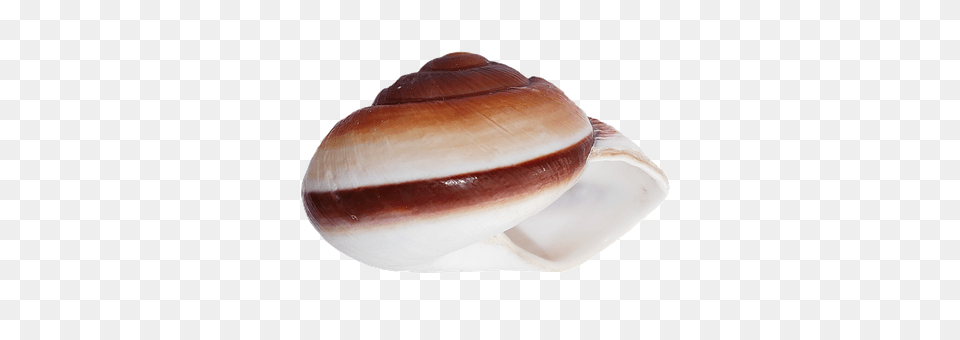 Seashell Animal, Clam, Food, Invertebrate Free Png Download