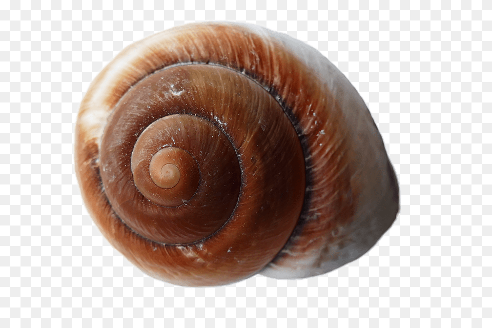 Seashell Animal, Invertebrate, Sea Life, Insect Free Png Download