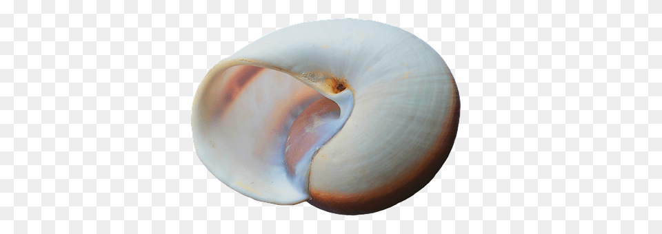 Seashell Animal, Clam, Food, Invertebrate Free Transparent Png