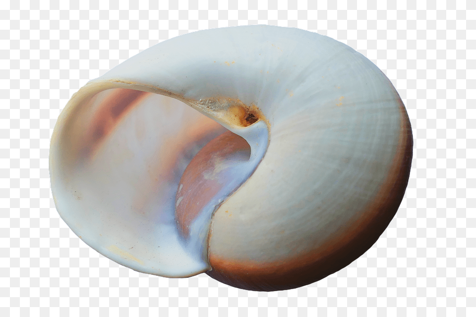 Seashell Animal, Clam, Food, Invertebrate Free Png Download