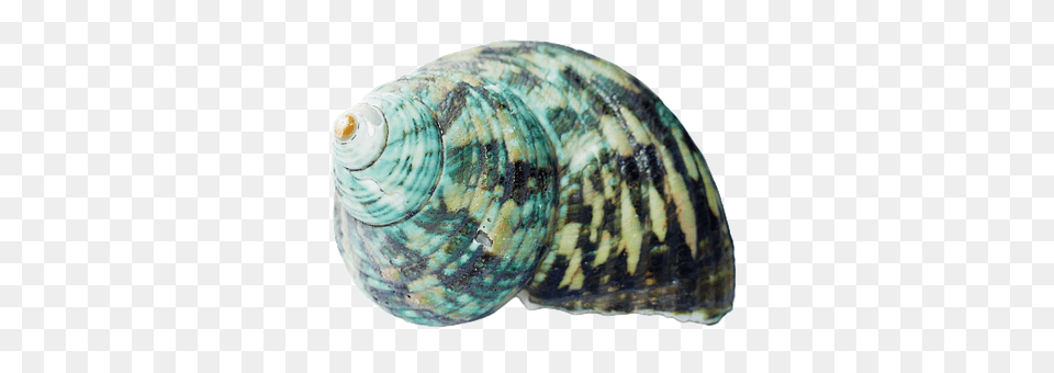 Seashell Animal, Clam, Food, Invertebrate Png Image