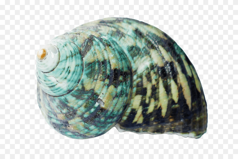 Seashell Animal, Clam, Food, Invertebrate Free Png Download