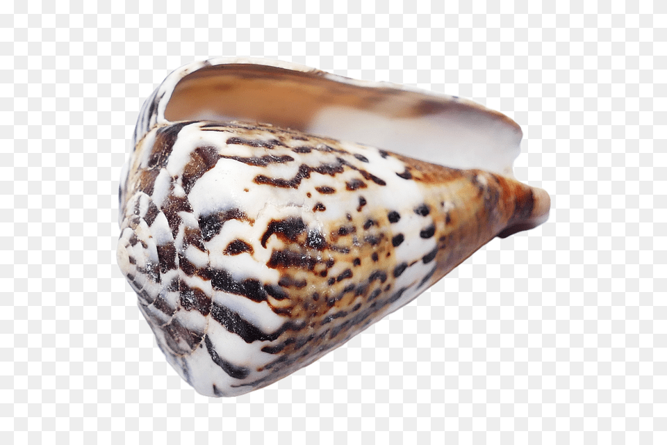 Seashell Animal, Invertebrate, Sea Life, Conch Png Image