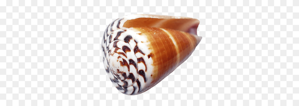 Seashell Animal, Invertebrate, Sea Life, Clam Png