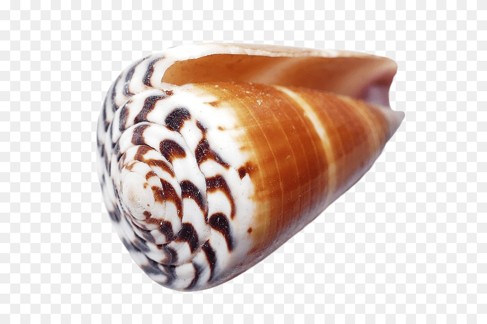 Seashell Animal, Invertebrate, Sea Life, Clam Png