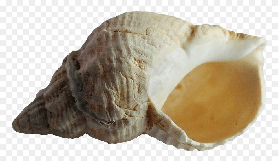 Seashell, Animal, Invertebrate, Sea Life, Conch Png Image