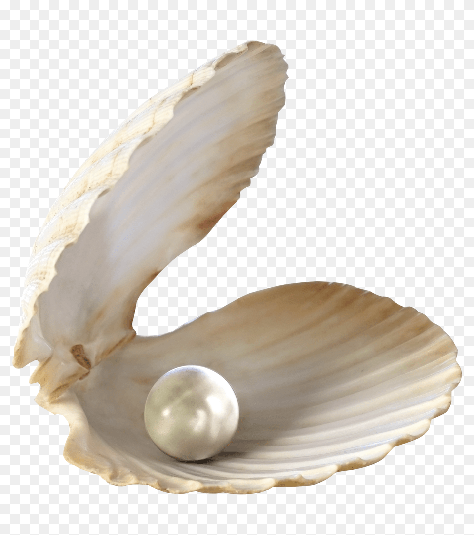 Seashell, Accessories, Jewelry, Pearl Png Image
