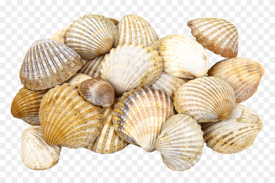 Seashell, Animal, Clam, Food, Invertebrate Free Png Download