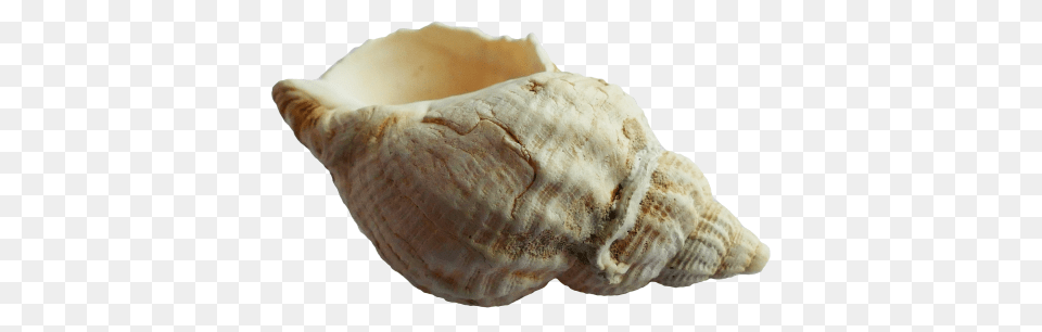 Seashell, Animal, Invertebrate, Sea Life, Conch Free Png