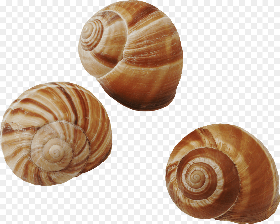 Seashell, Animal, Invertebrate, Sea Life, Insect Free Transparent Png